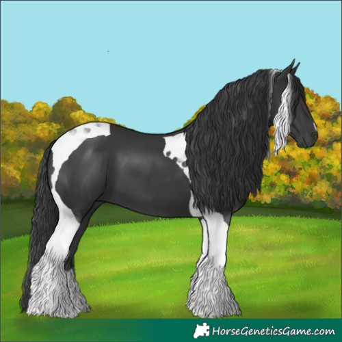 Horse Color:Black Tobiano 