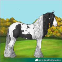 Horse Color:Black Splash Tobiano 