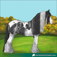 Horse Color:White Spotted Black Tobiano 