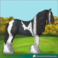 Horse Color:Black Tobiano 