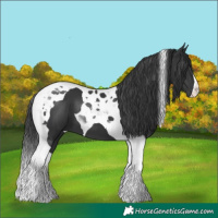 Horse Color:Black Tobiano 