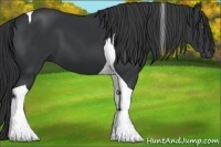 Horse Color:Black Tobiano 
