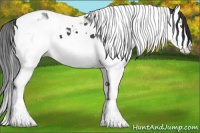 Horse Color:Black Splash Tobiano