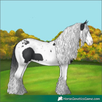 Horse Color:Black Splash Tobiano