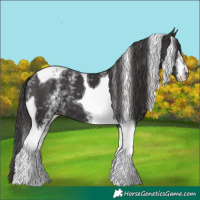 Horse Color:White Spotted Smoky Black Tobiano 
