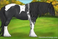 Horse Color:Black Tobiano 