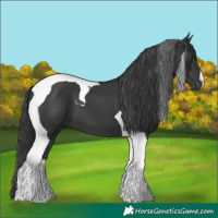 Horse Color:Black Tobiano 