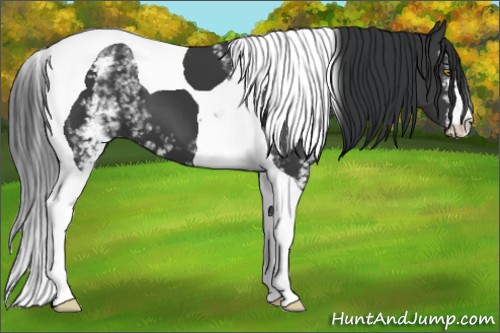 Horse Color:White Spotted Black Tobiano 