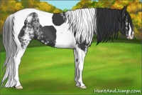 Horse Color:White Spotted Black Tobiano 