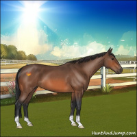 Horse Color:Bay Roan 