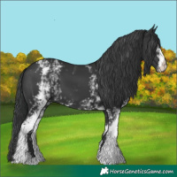 Horse Color:White Spotted Black