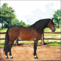 Horse Color:Bay Rabicano 