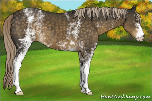 Horse Color:White Spotted Chocolate Palomino