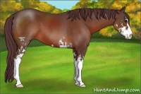 Horse Color:Chocolate Brown Sabino 