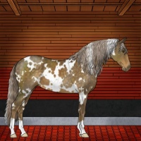 Horse Color:White Spotted Chocolate Palomino