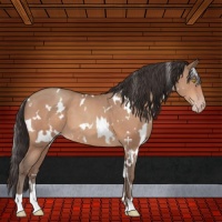 Horse Color:White Spotted Amber Champagne 