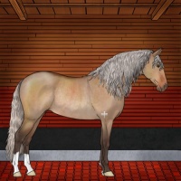 Horse Color:Silver Brown Dun Rabicano 