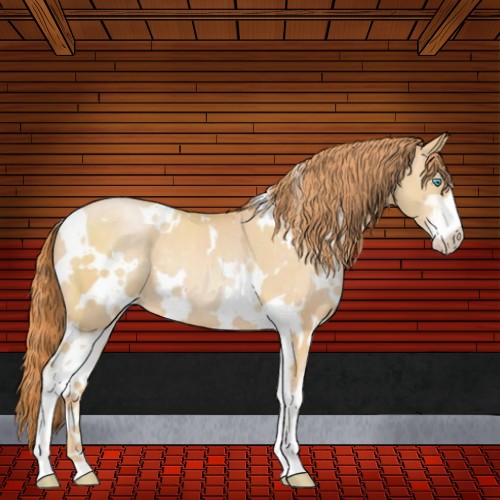 Horse Color:White Spotted Buckskin Pearl Sabino 