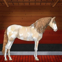 Horse Color:White Spotted Buckskin Pearl Sabino 