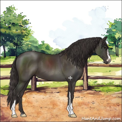 Horse Color:Smoky Black Sabino