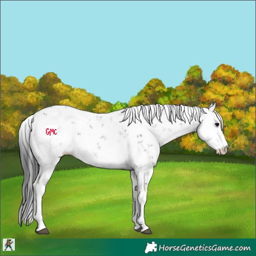 Horse Color:Grullo Sabino Rabicano 