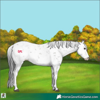 Horse Color:Grullo Sabino Rabicano 
