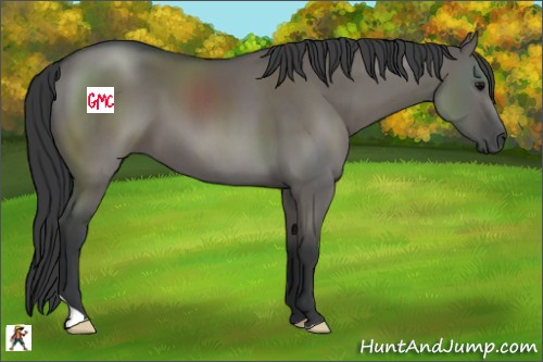 Horse Color:Grullo 