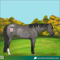 Horse Color:Grullo Rabicano