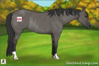 Horse Color:Grullo Rabicano