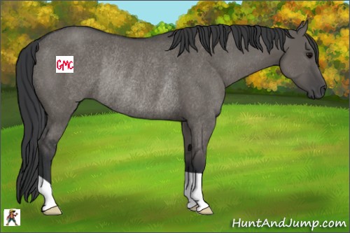 Horse Color:Grullo Rabicano 