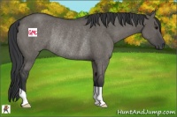 Horse Color:Grullo Rabicano 