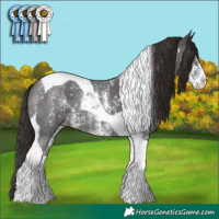 Horse Color:Liver Chestnut Sabino Tobiano