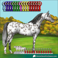 Horse Color:White Spotted Grullo Appaloosa Rabicano Brindle