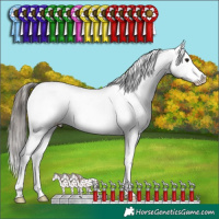 Horse Color:White Spotted Grullo Appaloosa Rabicano Brindle