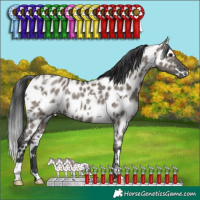 Horse Color:White Spotted Grullo Near Leopard Rabicano Brindle 