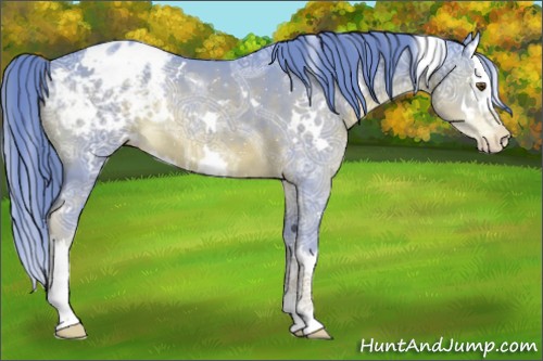 Horse Color:Platinum Watercolor White Spotted Liver Chestnut Ice Splash Appaloosa Rabicano