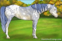 Horse Color:Platinum Watercolor White Spotted Liver Chestnut Ice Splash Appaloosa Rabicano 
