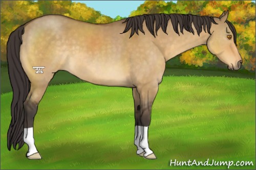 Horse Color:Buckskin Dun