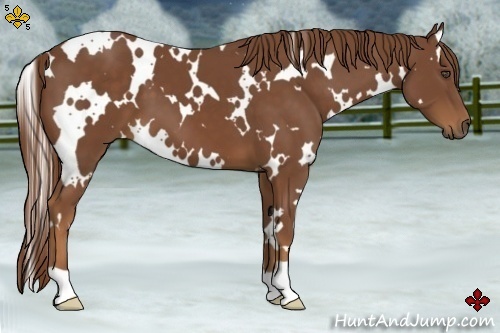 Horse Color:White Spotted Chestnut 