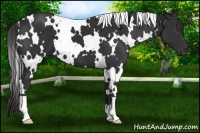 Horse Color:White Spotted Liver Chestnut 
