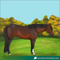 Horse Color:Bay 