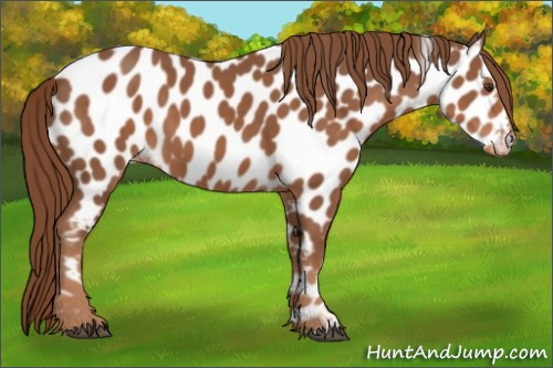Horse Color:Chestnut Appaloosa 