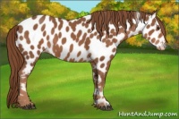 Horse Color:Chestnut Appaloosa