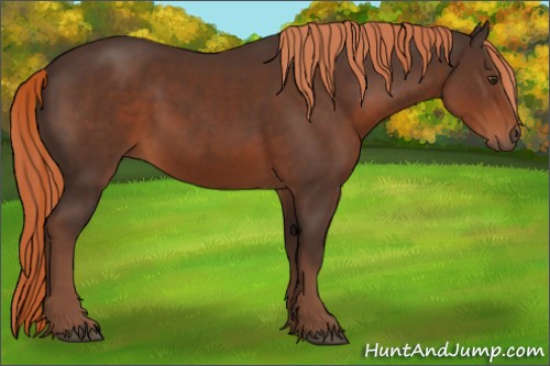 Horse Color:Liver Chestnut
