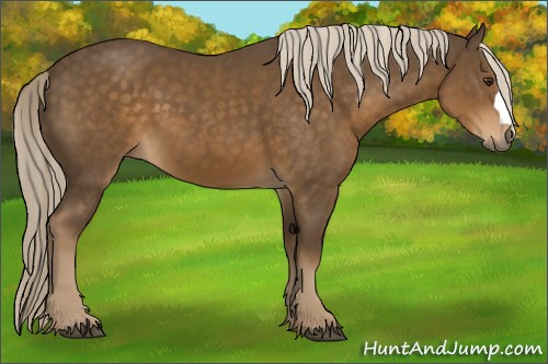 Horse Color:Chocolate Palomino 