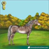 Horse Color:White Spotted Liver Red Dun Mushroom Rabicano Brindle 