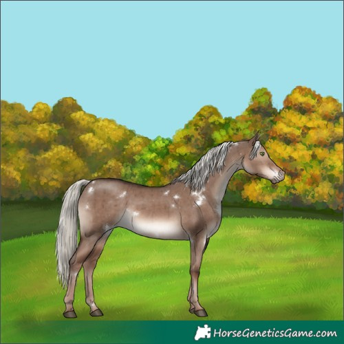 Horse Color:White Spotted Liver Red Dun Mushroom Rabicano Brindle 