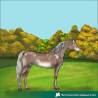 Horse Color:White Spotted Liver Red Dun Mushroom Rabicano Brindle 