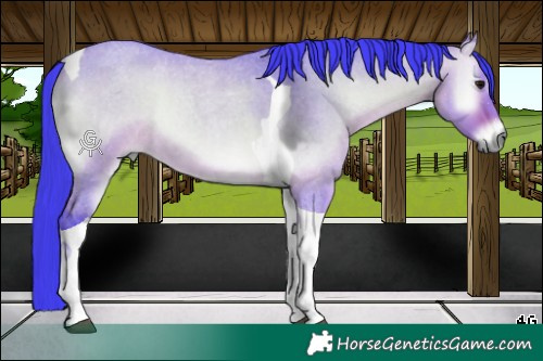 Horse Color:Watercolor Bay Roan Onyx Tobiano 