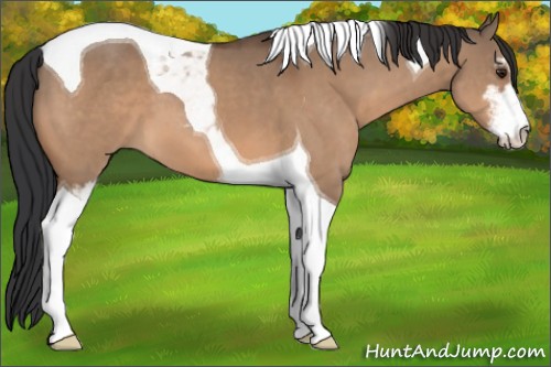 Horse Color:Brown Dun Sabino Tobiano 